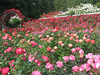 薔薇庭園